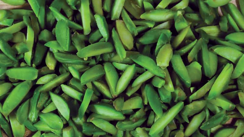 خلال پسته با پسته خشک مناسب نگهداری و مصرف حرفه ای